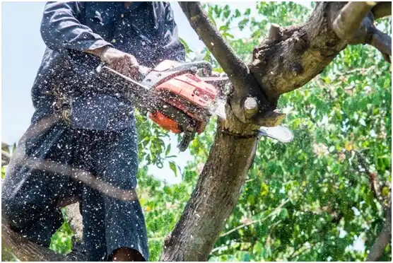 tree services Las Marías